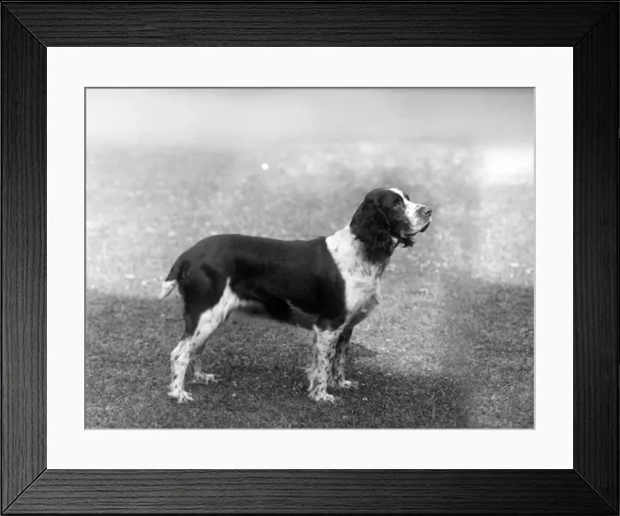 Framed Print : FALL / ENGLISH SPRINGER / 33 Framed Print : FALL / ENGLISH SPRINGER / 33