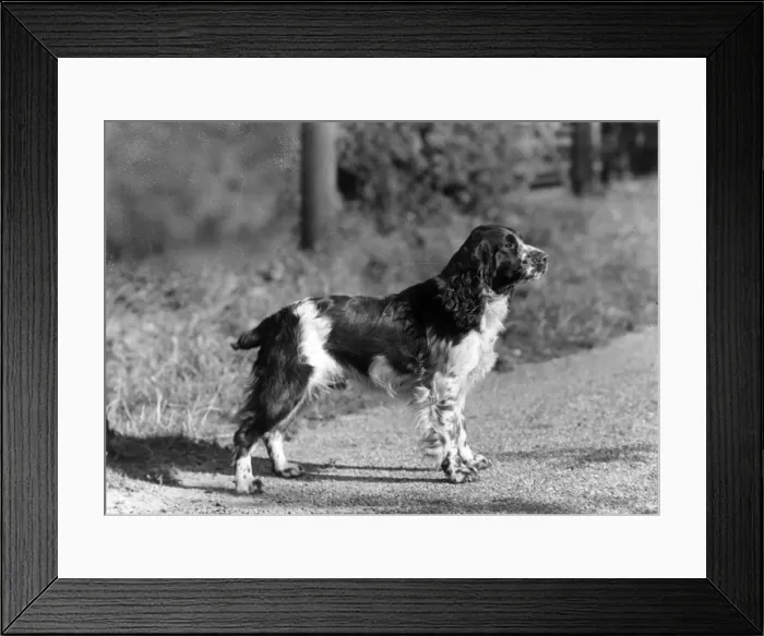 Framed Print : FALL / ENGLISH SPRINGER / 43 Framed Print : FALL / ENGLISH SPRINGER / 43