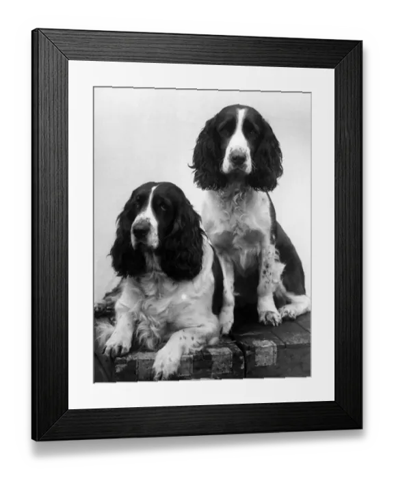 Framed Print : FALL / ENGLISH SPRINGER / 38 Framed Print : FALL / ENGLISH SPRINGER / 38