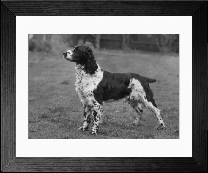 Framed Print : FALL / ENGLISH SPRINGER / 60 Framed Print : FALL / ENGLISH SPRINGER / 60