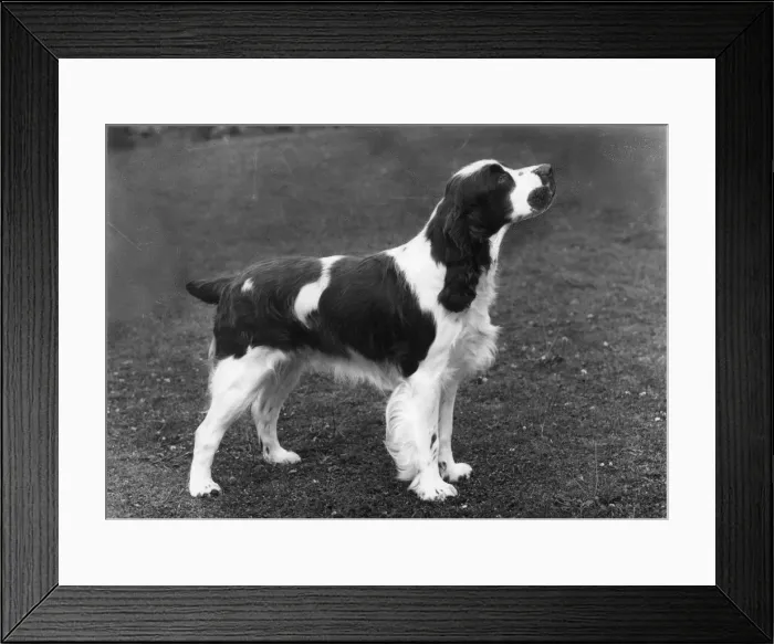 Framed Print : FALL  /  ENGLISH SPRINGER  /  64
