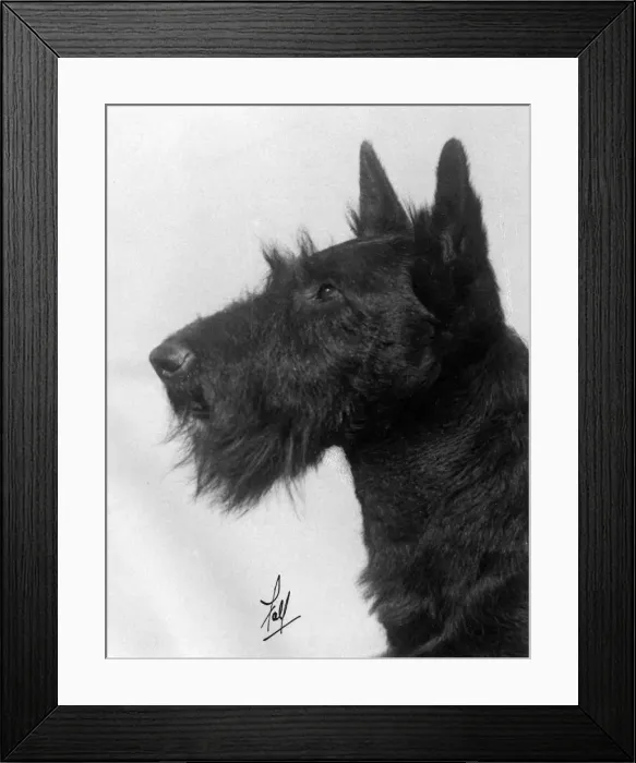 Framed Print : FALL / SCOTTISH TERR. / 1930 Framed Print : FALL / SCOTTISH TERR. / 1930