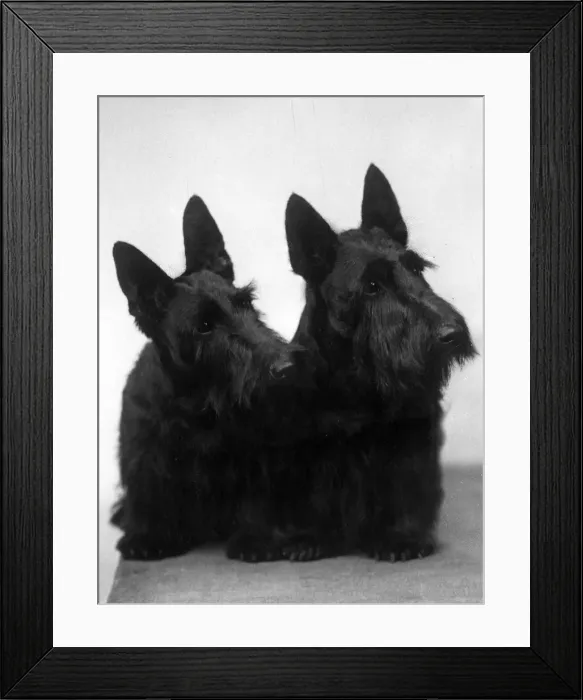 Framed Print : FALL / SCOTTISH TERR. / 1938 Framed Print : FALL / SCOTTISH TERR. / 1938