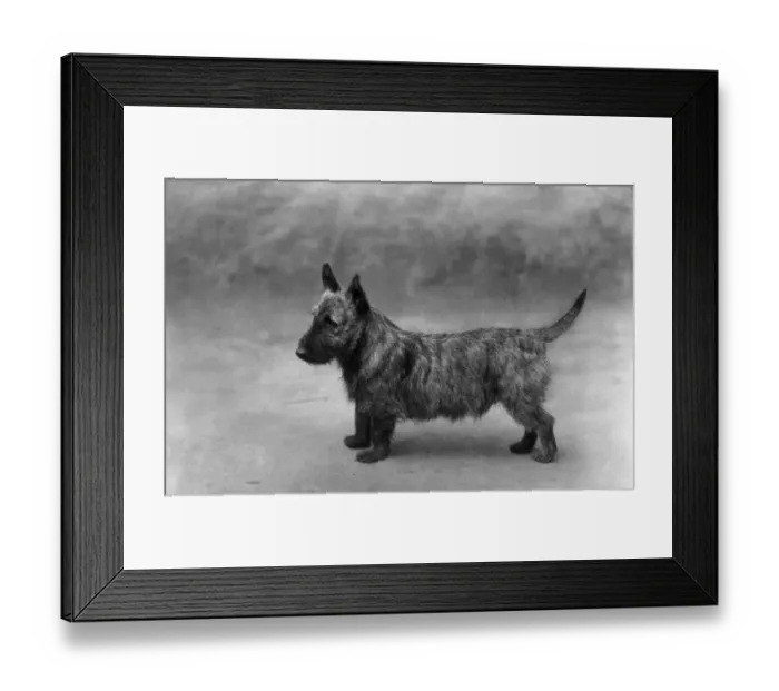 Framed Print : FALL / SCOTTISH TERR. / 1909 Framed Print : FALL / SCOTTISH TERR. / 1909