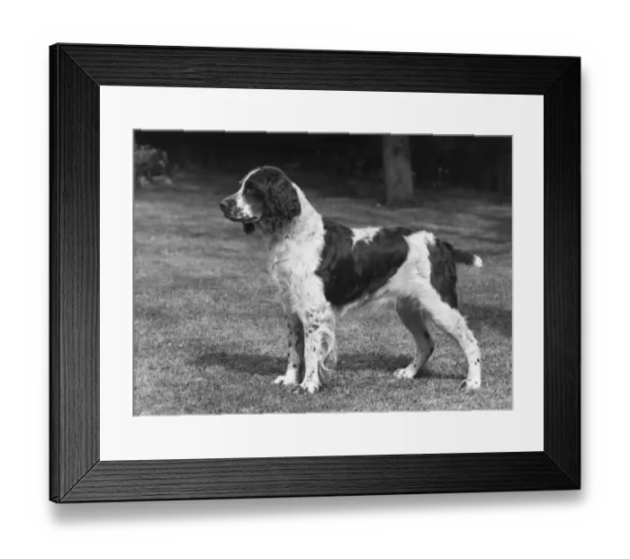 Framed Print : FALL / ENGLISH SPRINGER / 52 Framed Print : FALL / ENGLISH SPRINGER / 52