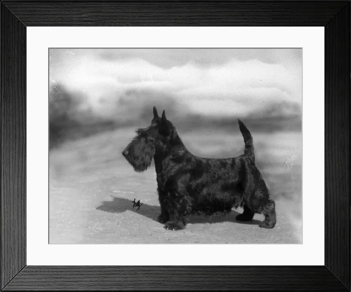 Framed Print : FALL / SCOTTISH TERR. / 1934 Framed Print : FALL / SCOTTISH TERR. / 1934