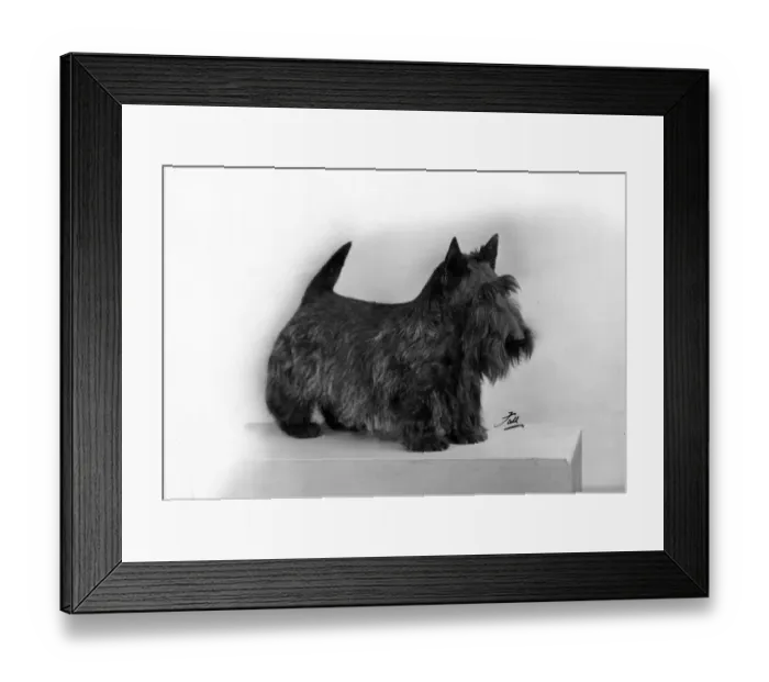 Framed Print : FALL / SCOTTISH TERR. / 1957 Framed Print : FALL / SCOTTISH TERR. / 1957