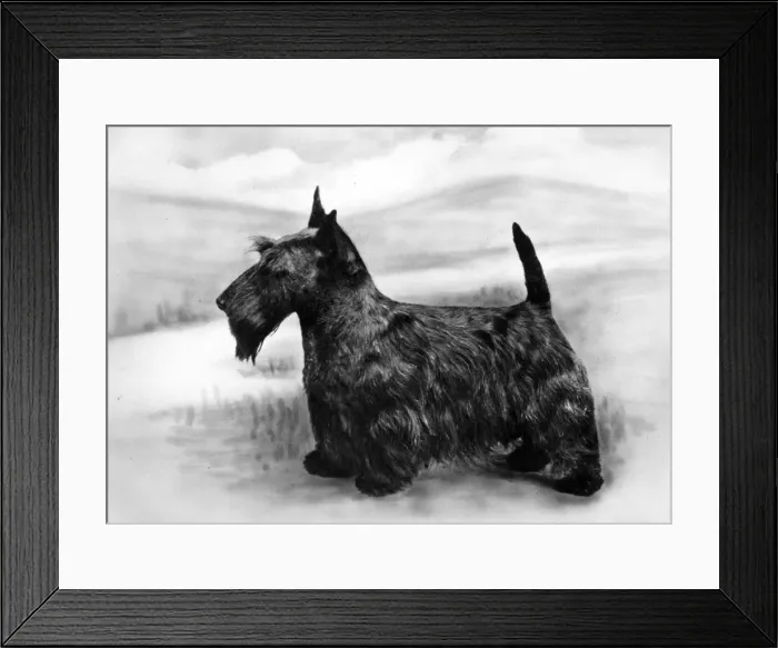 Framed Print : FALL / SCOTTISH TERR. / 1965 Framed Print : FALL / SCOTTISH TERR. / 1965