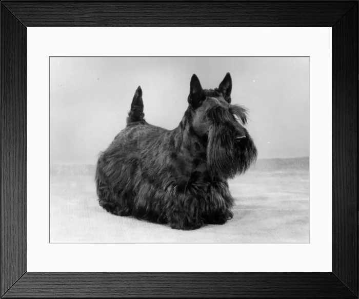 Framed Print : FALL / SCOTTISH TERR. / 1975 Framed Print : FALL / SCOTTISH TERR. / 1975