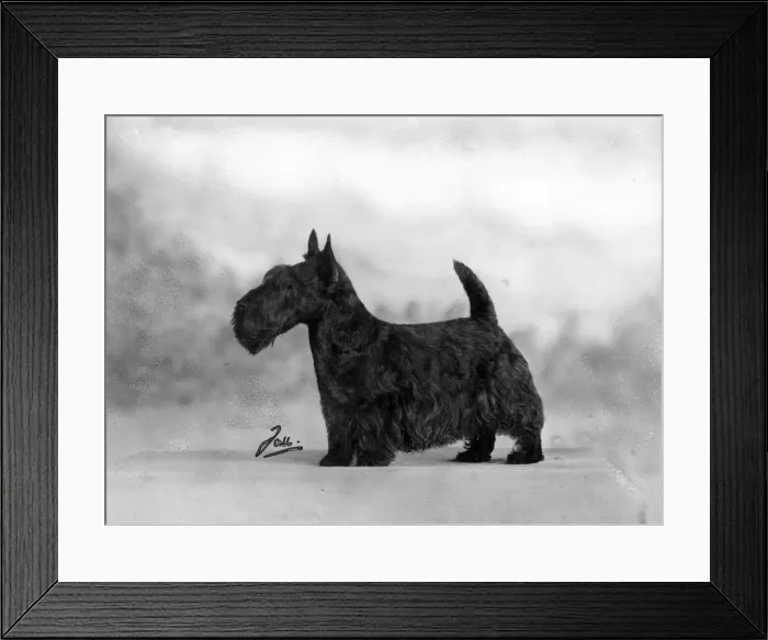 Framed Print : FALL / SCOTTISH TERR. / 1947 Framed Print : FALL / SCOTTISH TERR. / 1947