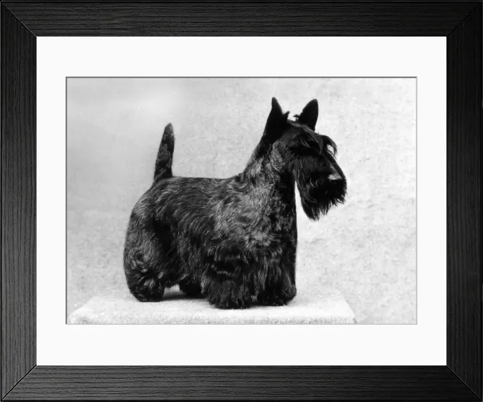 Framed Print : FALL / SCOTTISH TERR. / 1985 Framed Print : FALL / SCOTTISH TERR. / 1985