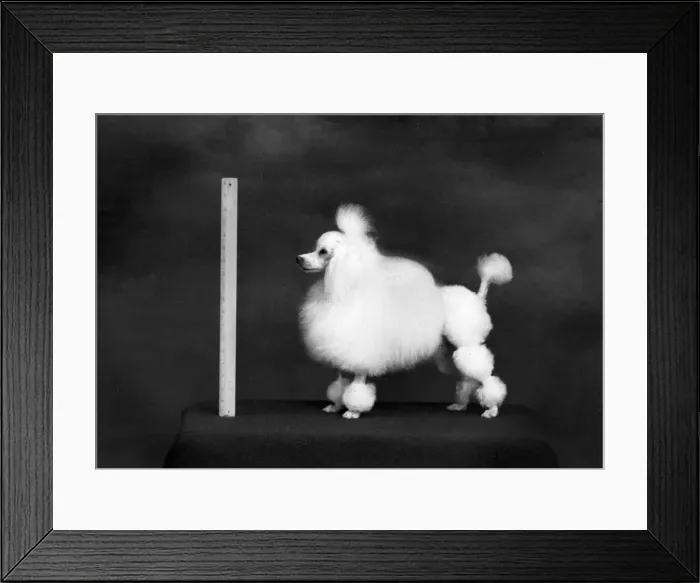 Framed Print : FALL / TOY POODLE / 1957 Framed Print : FALL / TOY POODLE / 1957