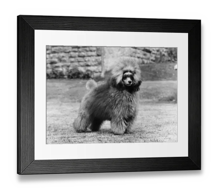 Framed Print : FALL / TOY POODLE / 1975 Framed Print : FALL / TOY POODLE / 1975