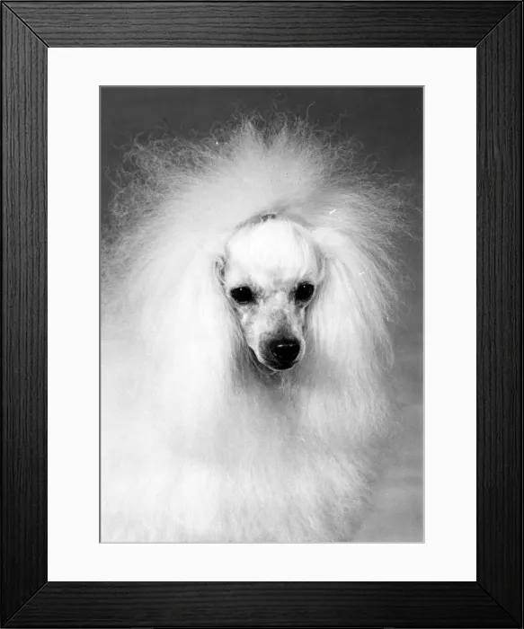 Framed Print : FALL / TOY POODLE / 1972 Framed Print : FALL / TOY POODLE / 1972
