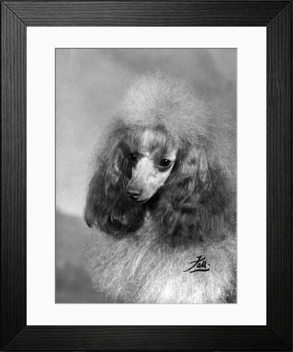 Framed Print : FALL / TOY POODLE / 1963 Framed Print : FALL / TOY POODLE / 1963