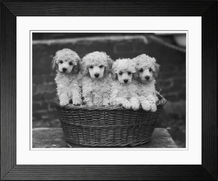 Framed Print : POODLE PUPPIES Framed Print : POODLE PUPPIES