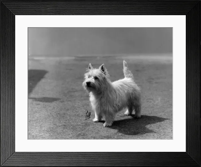 Framed Print : FALL  /  WESTIE  /  1931