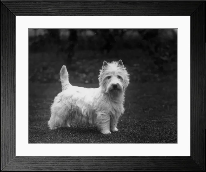 Framed Print : FALL / WESTIE / 1936 Framed Print : FALL / WESTIE / 1936