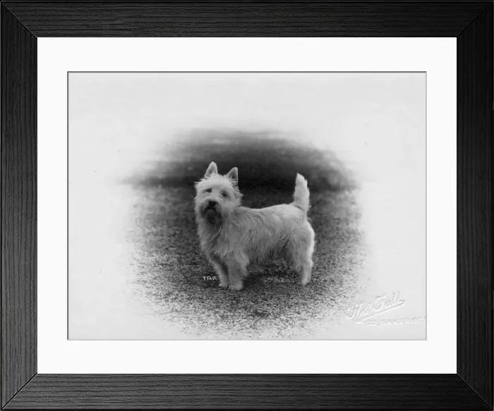Framed Print : FALL / WESTIE / 1920 Framed Print : FALL / WESTIE / 1920