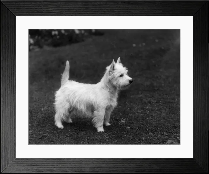 Framed Print : FALL / WESTIE / 1933 Framed Print : FALL / WESTIE / 1933