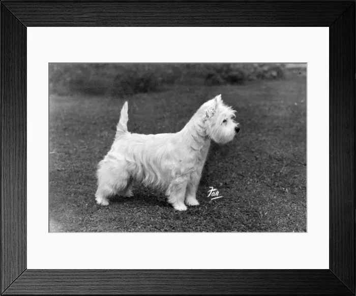 Framed Print : FALL / WESTIE / 1950 Framed Print : FALL / WESTIE / 1950