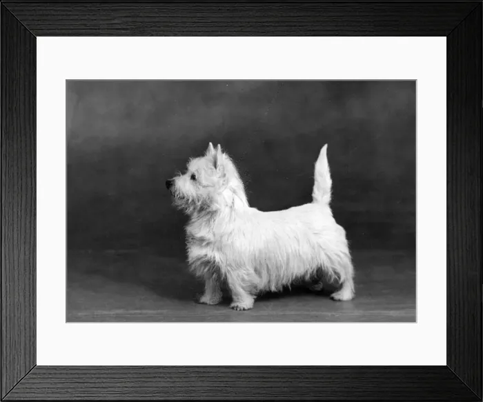 Framed Print : FALL / WESTIE / 1945 Framed Print : FALL / WESTIE / 1945