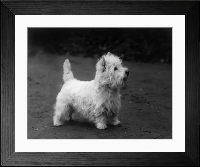 Framed Print : FALL / WESTIE / 1938 Framed Print : FALL / WESTIE / 1938