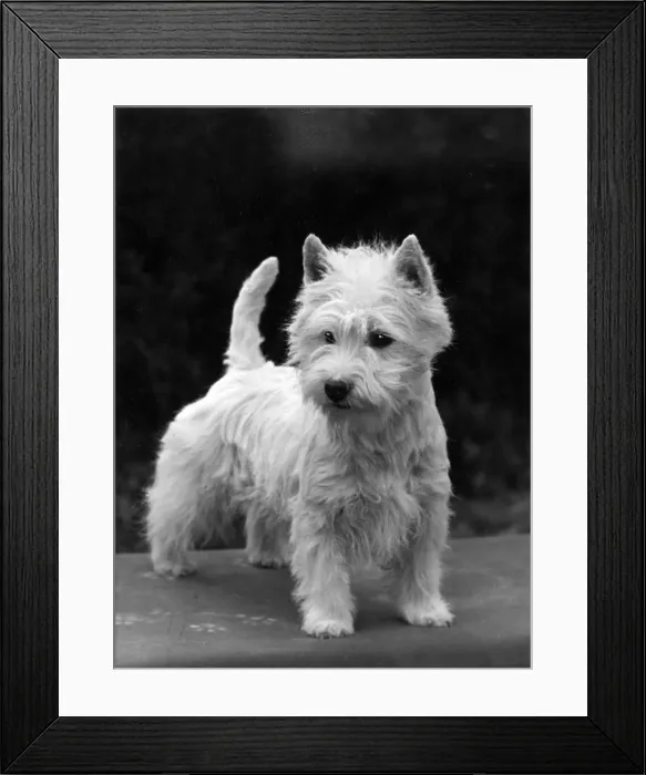Framed Print : FALL / WESTIE / 1954 Framed Print : FALL / WESTIE / 1954