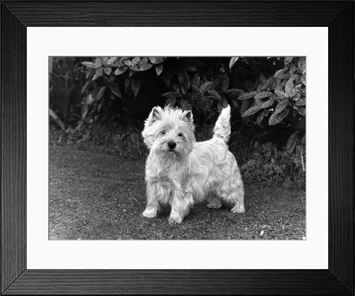 Framed Print : FALL  /  WESTIE  /  1955
