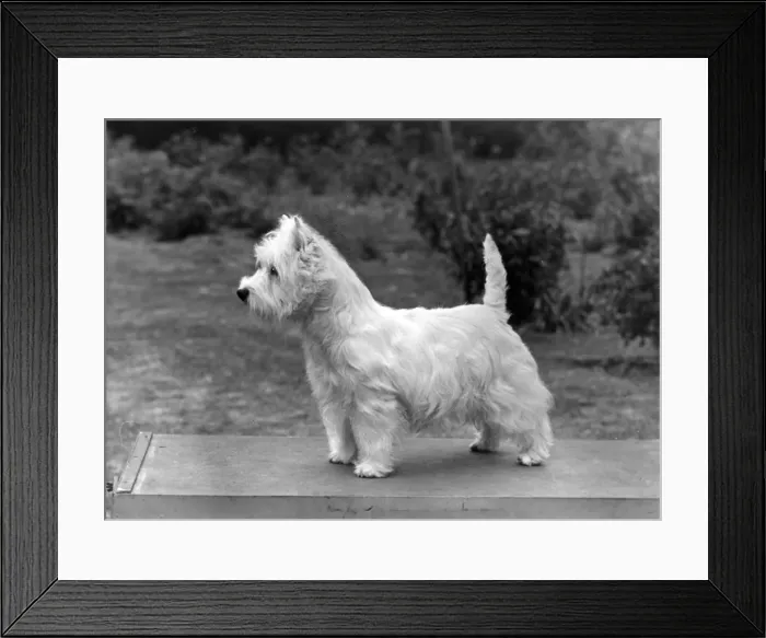 Framed Print : FALL / WESTIE / 1956 Framed Print : FALL / WESTIE / 1956