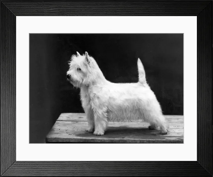 Framed Print : FALL / WESTIE / 1962 Framed Print : FALL / WESTIE / 1962