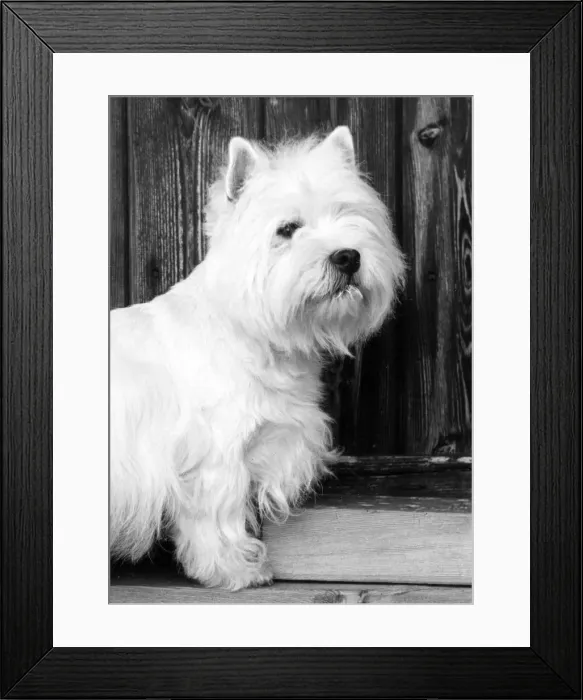 Framed Print : FALL / WESTIE / 1962 Framed Print : FALL / WESTIE / 1962