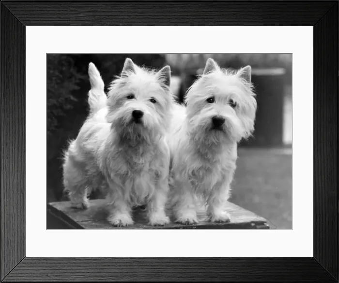 Framed Print : FALL / WESTIE / 1952 Framed Print : FALL / WESTIE / 1952