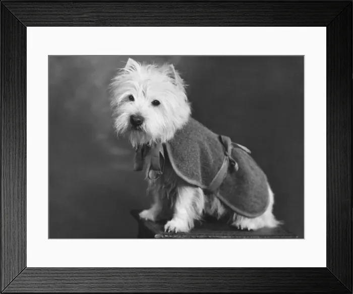 Framed Print : FALL / WESTIE / 1947 Framed Print : FALL / WESTIE / 1947