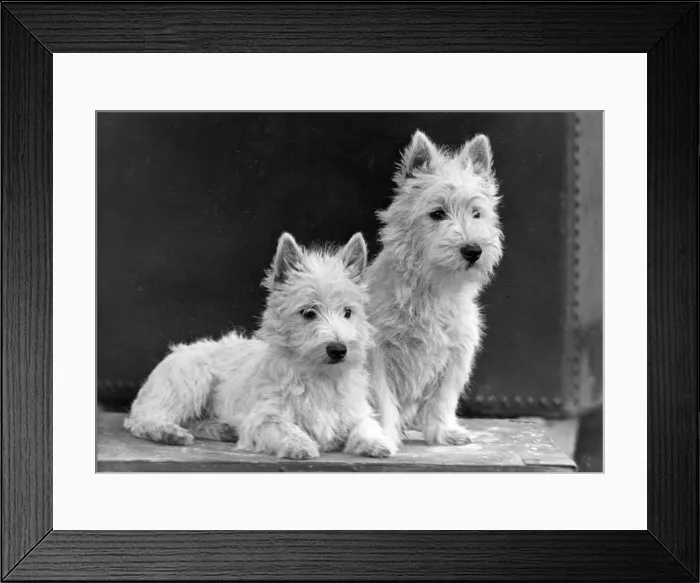 Framed Print : FALL / WESTIE / 1950 Framed Print : FALL / WESTIE / 1950