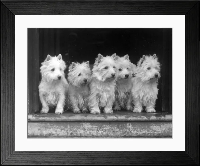 Framed Print : FALL / WESTIE / 1938 Framed Print : FALL / WESTIE / 1938