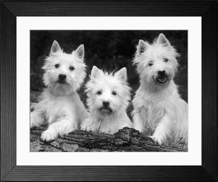 Framed Print : FALL / WESTIE / 1938 Framed Print : FALL / WESTIE / 1938