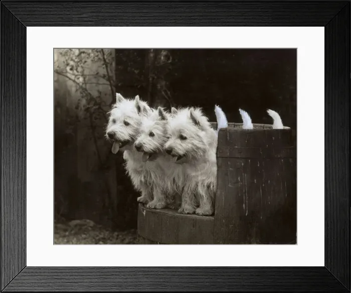Framed Print : FALL / WESTIE / 1937 Framed Print : FALL / WESTIE / 1937