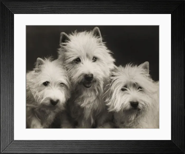 Framed Print : Fall - Westie - 1939 Framed Print : Fall - Westie - 1939