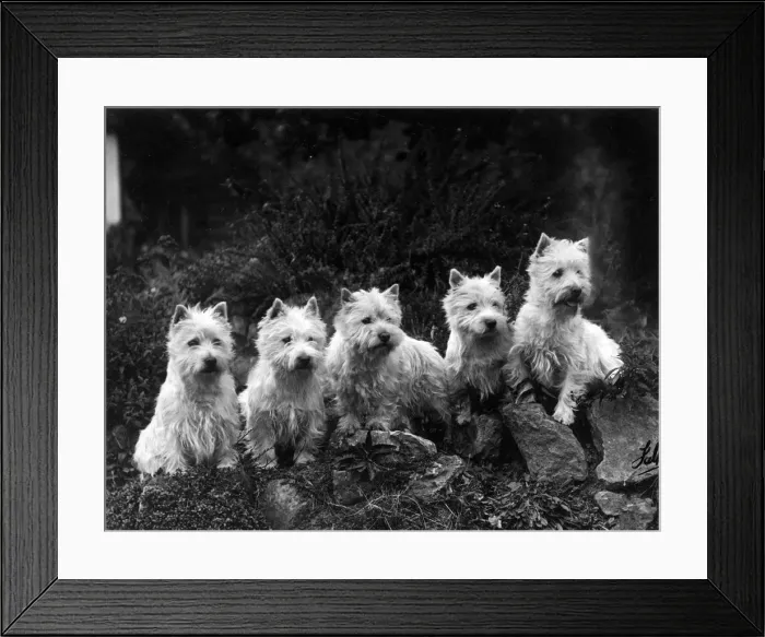 Framed Print : FALL / WESTIE / 1936 Framed Print : FALL / WESTIE / 1936
