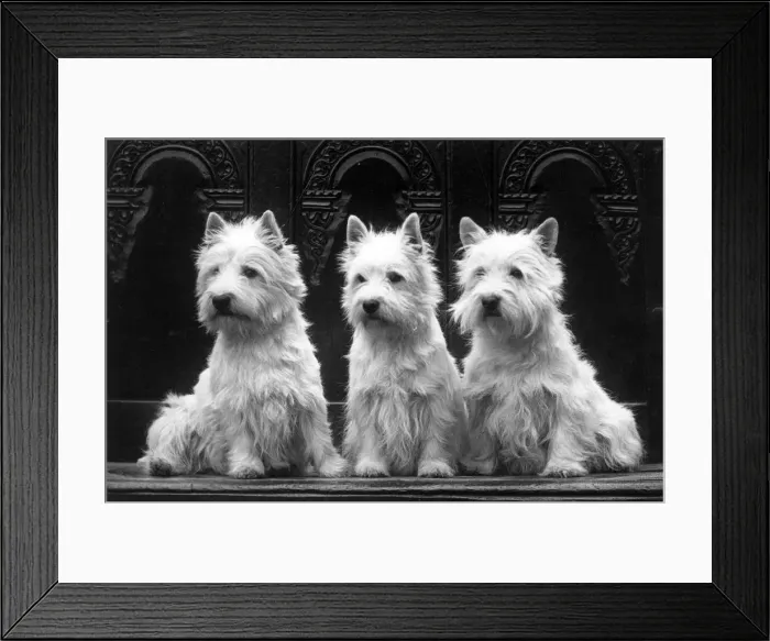 Framed Print : FALL / WESTIE / 1936 Framed Print : FALL / WESTIE / 1936