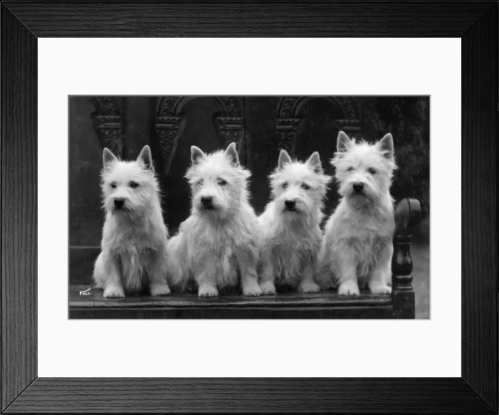 Framed Print : FALL / WESTIE / 1936 Framed Print : FALL / WESTIE / 1936