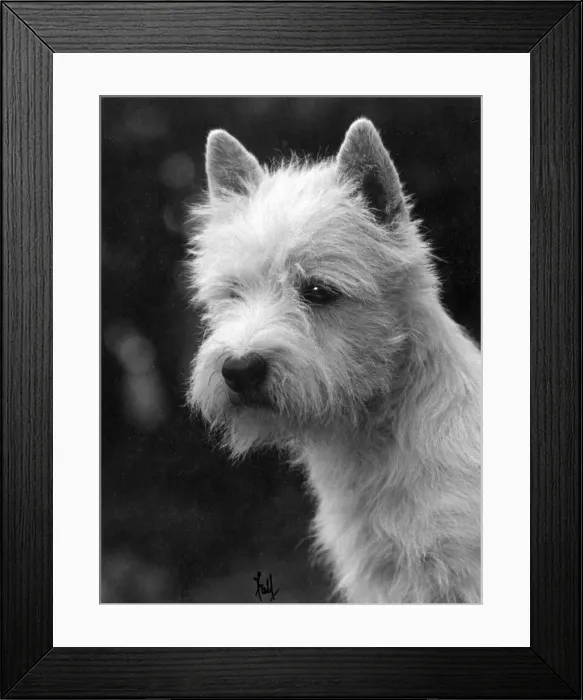 Framed Print : FALL / WESTIE / 1933 Framed Print : FALL / WESTIE / 1933