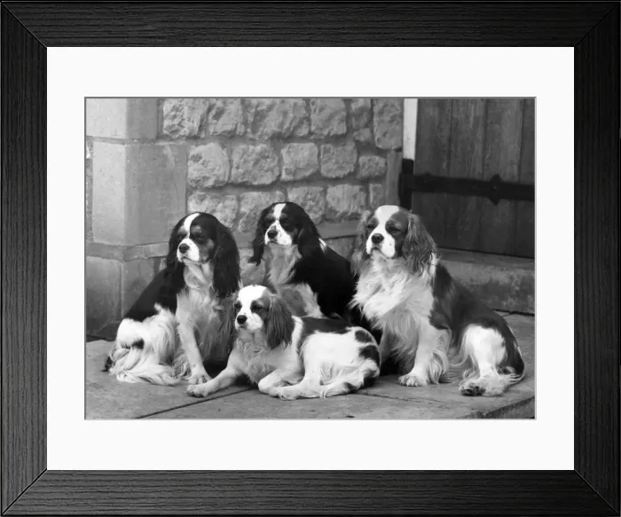 Framed Print : FALL / CAVALIER / 1963 Framed Print : FALL / CAVALIER / 1963