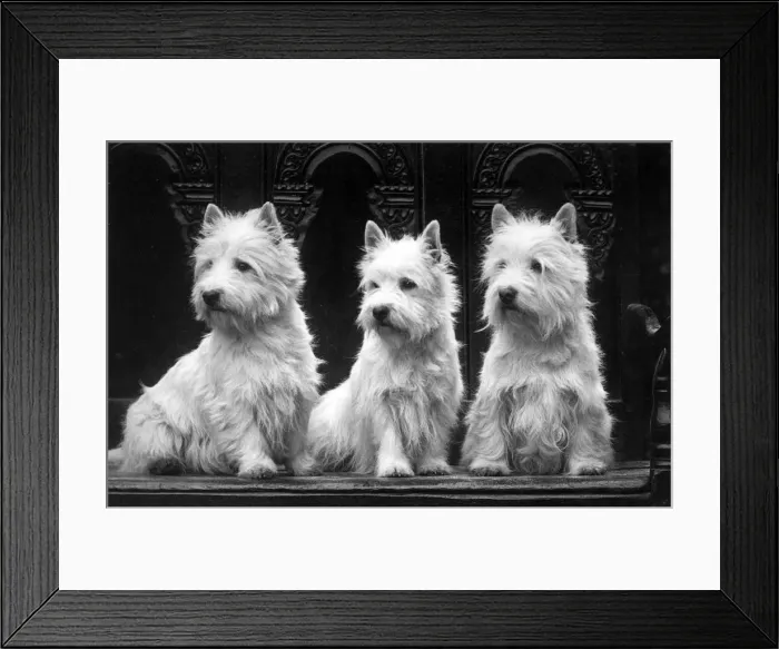 Framed Print : FALL / WESTIE / 1936 Framed Print : FALL / WESTIE / 1936