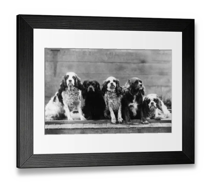 Framed Print : FALL / CAVALIER / 1939 Framed Print : FALL / CAVALIER / 1939