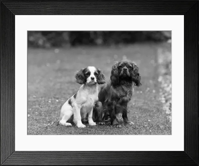 Framed Print : FALL / CAVALIER / 1946 Framed Print : FALL / CAVALIER / 1946