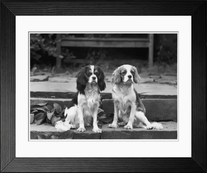 Framed Print : FALL / CAVALIER / 1961 Framed Print : FALL / CAVALIER / 1961