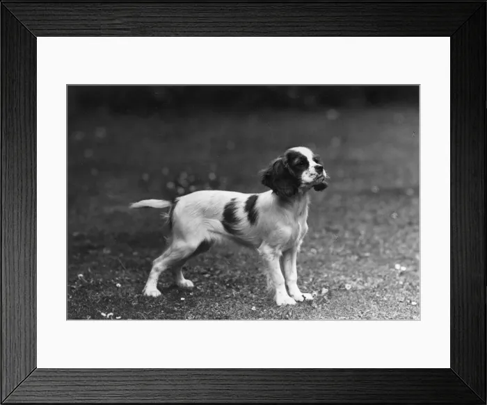 Framed Print : FALL  /  CAVALIER  /  1946