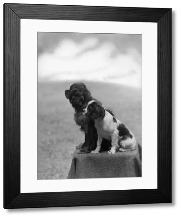 Framed Print : FALL / CAVALIER / 1946 Framed Print : FALL / CAVALIER / 1946